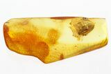 Detailed Fossil Planthopper (Fulgoroidea) In Baltic Amber #292477-1